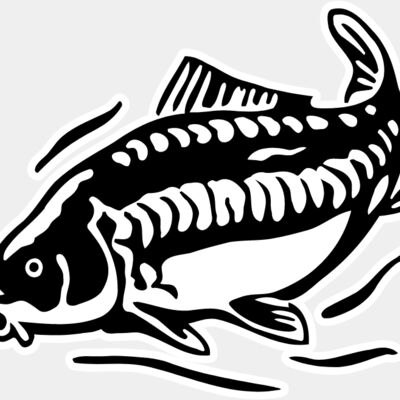 carp fishing Thumbnail