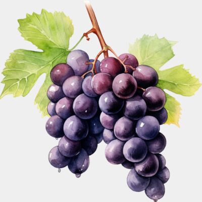 Black Grape Thumbnail