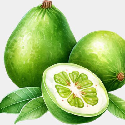 Feijoa Thumbnail