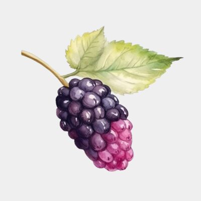 Mulberry 1 Thumbnail