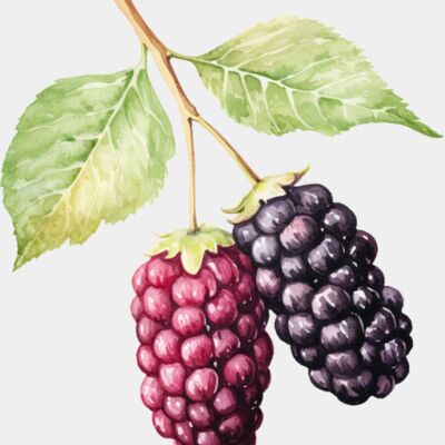 Mulberry 2 Thumbnail