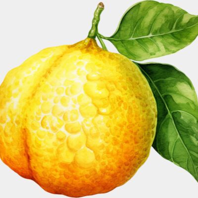 Ugli Fruit Thumbnail