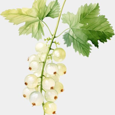 White Currant Thumbnail