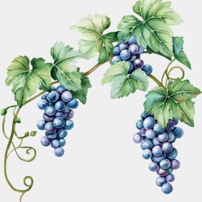 grapes  4  Thumbnail