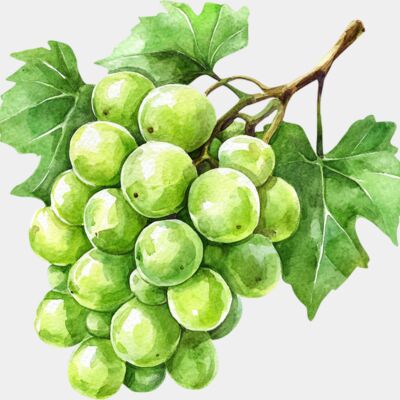 grapes  6  Thumbnail