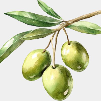 olives  1  Thumbnail