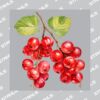 UltraColour Pro 10 x 10cm Heat Transfer Thumbnail