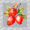 UltraColour Pro 10 x 10cm Heat Transfer Thumbnail