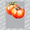UltraColour Pro A8 Heat Transfer Thumbnail