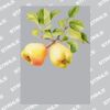 UltraColour Pro A8 Heat Transfer Thumbnail