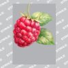 UltraColour Pro A8 Heat Transfer Thumbnail