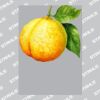 UltraColour Pro A8 Heat Transfer Thumbnail