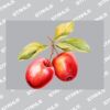 UltraColour Pro A7 Heat Transfer Thumbnail