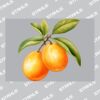UltraColour Pro A7 Heat Transfer Thumbnail