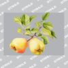 UltraColour Pro A7 Heat Transfer Thumbnail