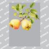 UltraColour Pro A3 Heat Transfer	 Thumbnail